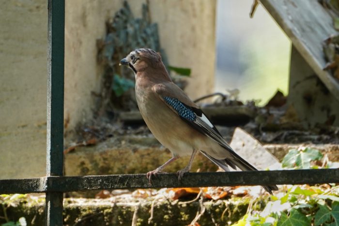 Eurasian Jay