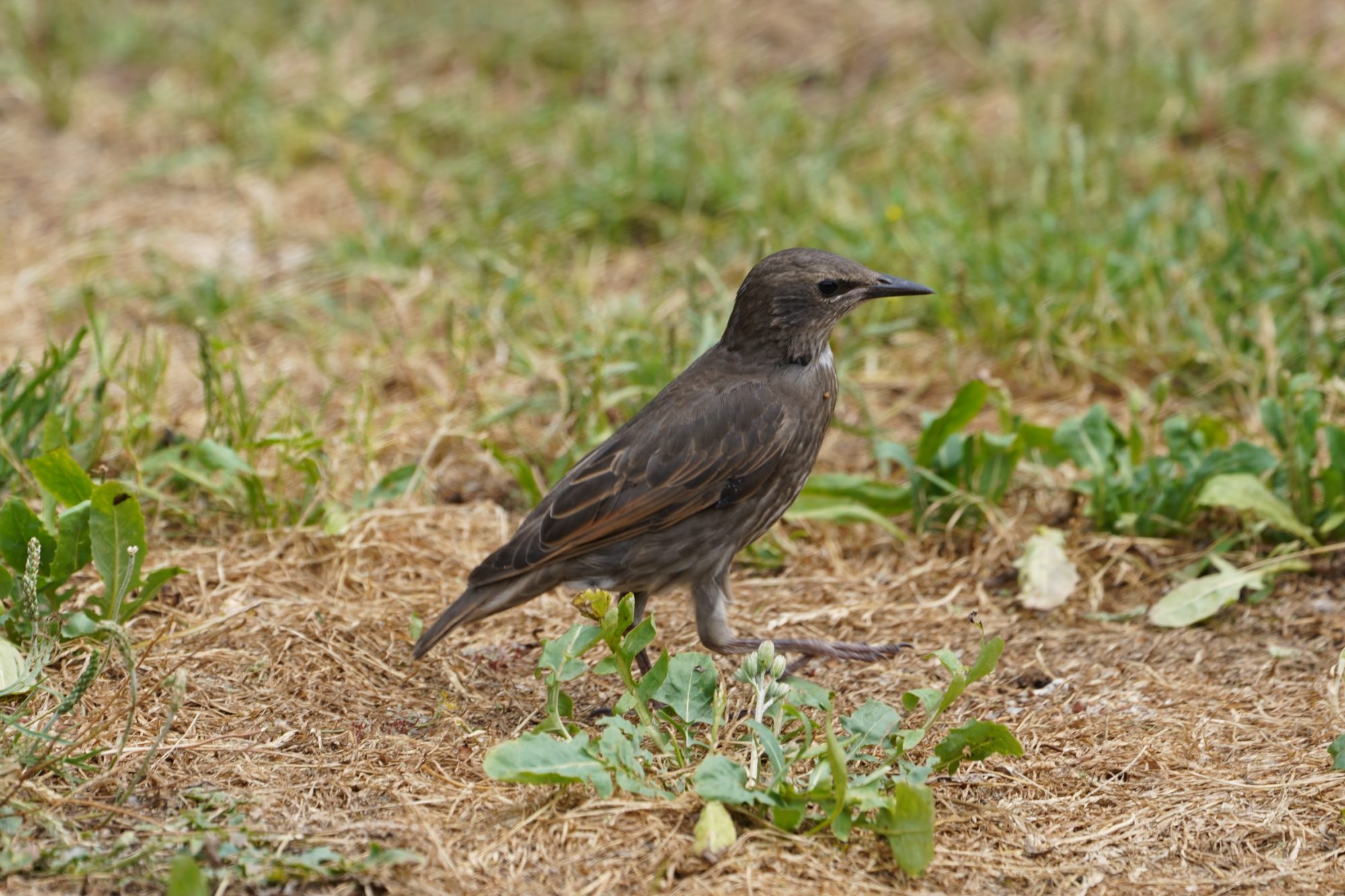 Immature starling