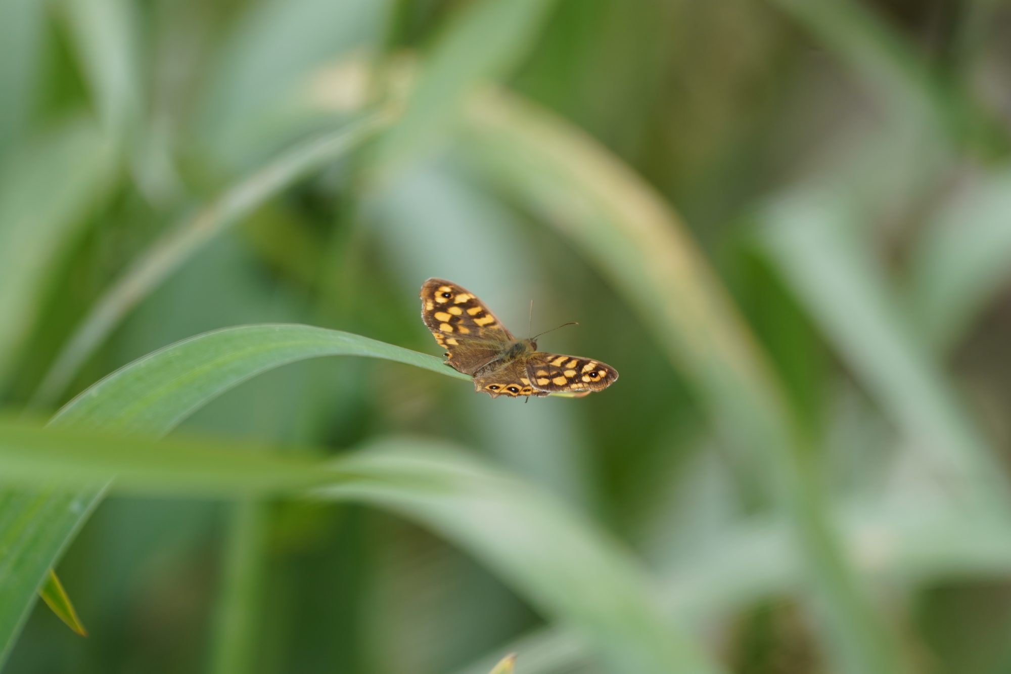 Yellow and brown butterfly