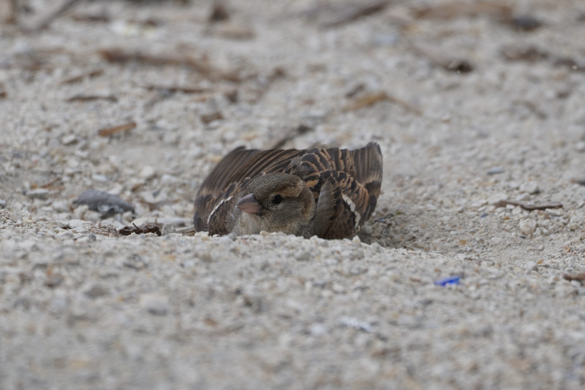 House Sparrow in the dust