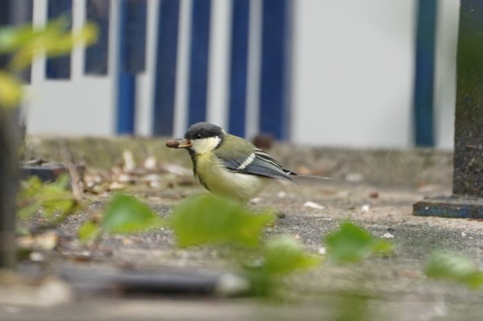 Great Tit