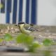 Hungry Great Tit