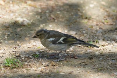 Common Chaffinch