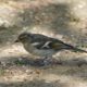 Common Chaffinch, female