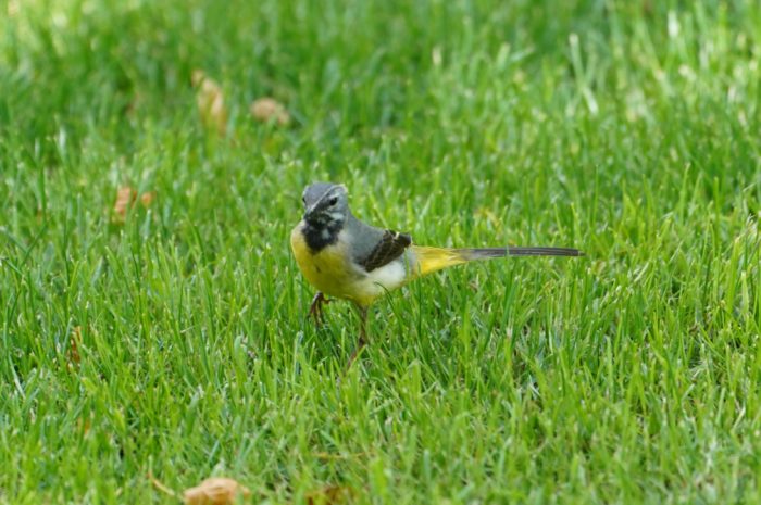 Gray Wagtail