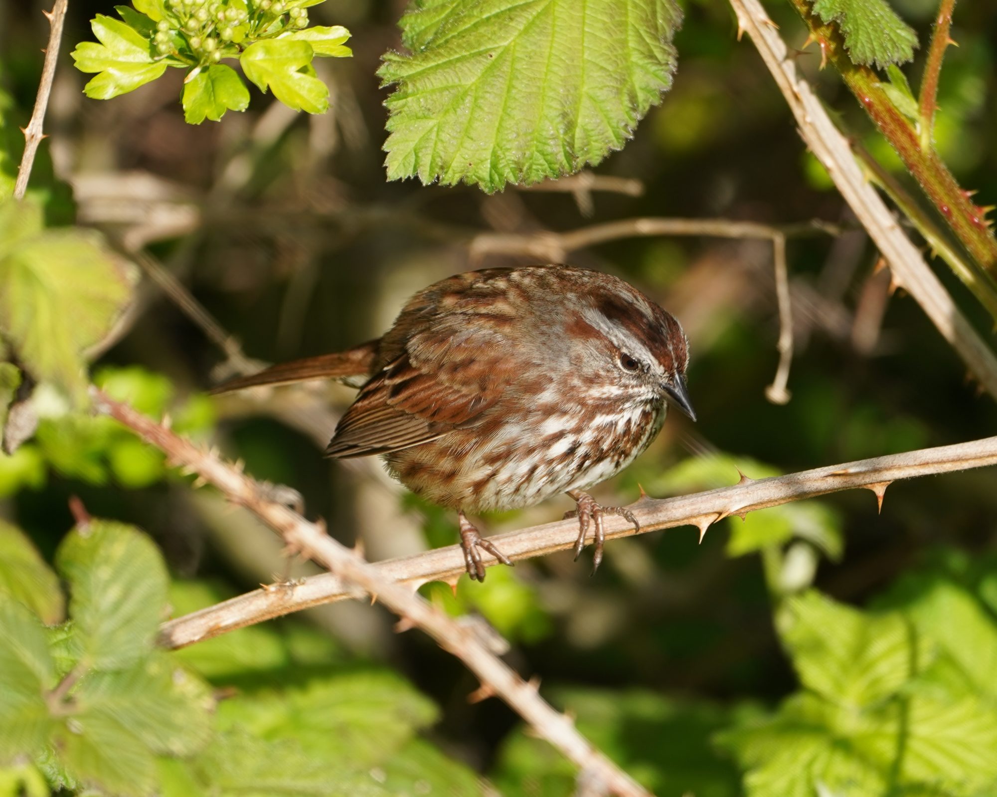 Song Sparrow