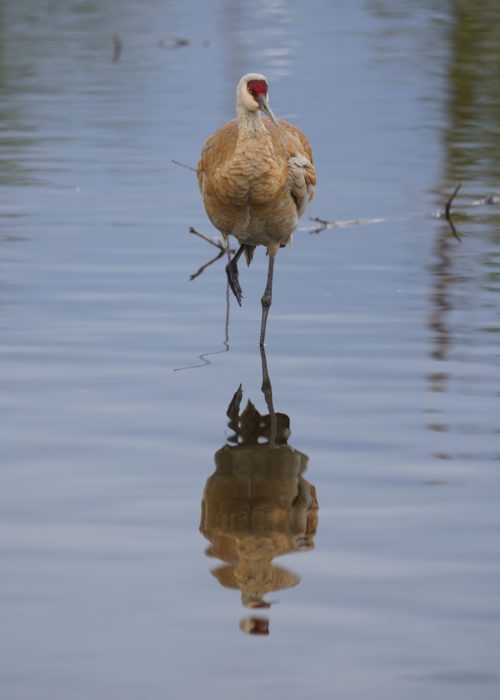 Sandhill Crane