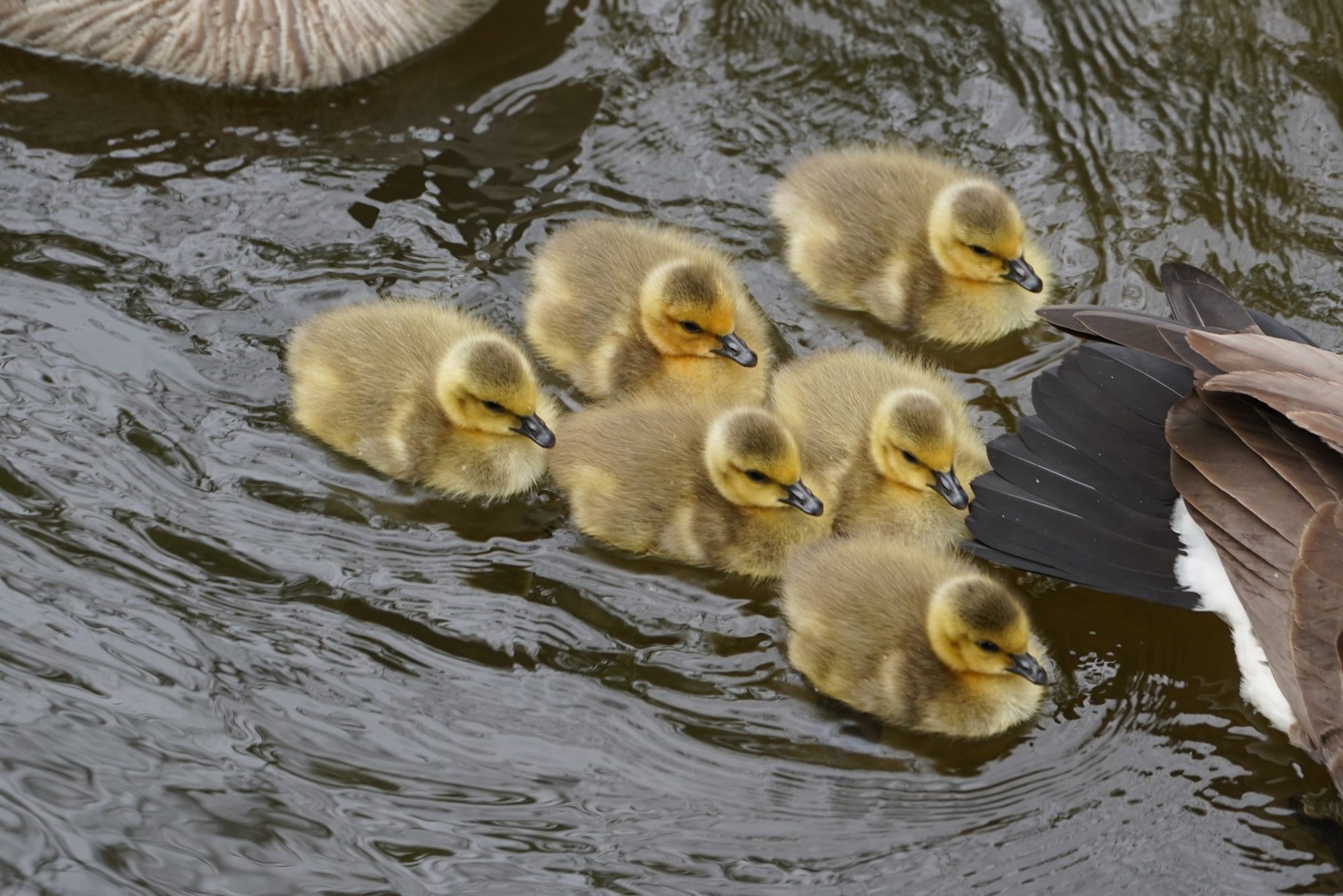 Canada Goslings