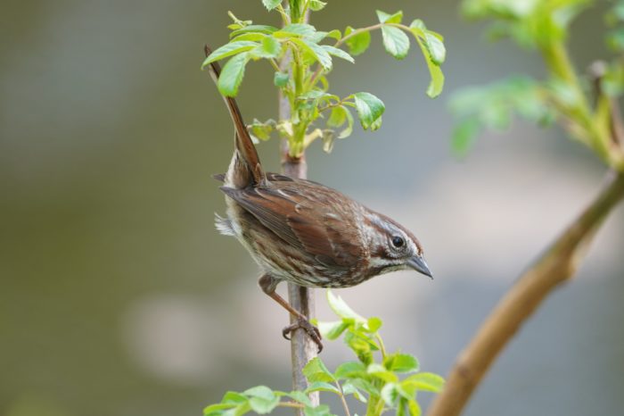 Song Sparrow