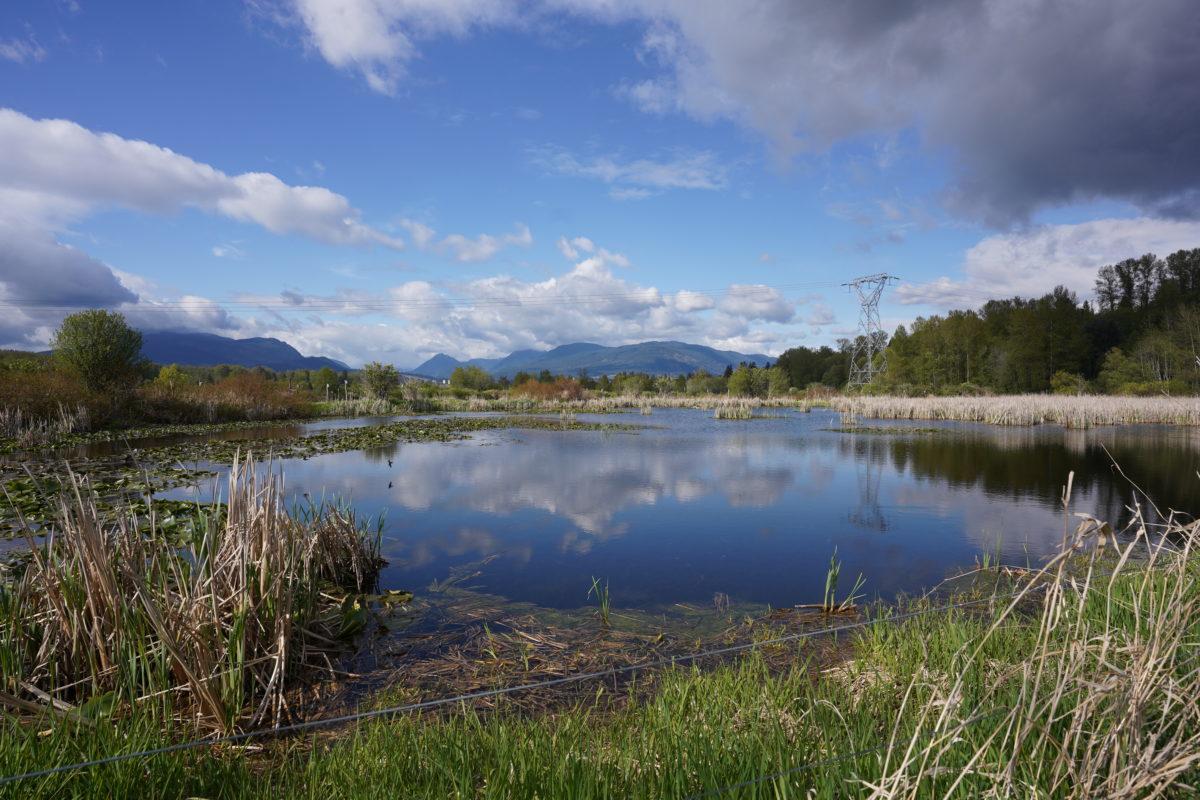 Pond by Burnaby Lake