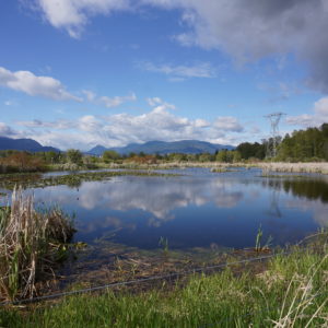 Pond by Burnaby Lake