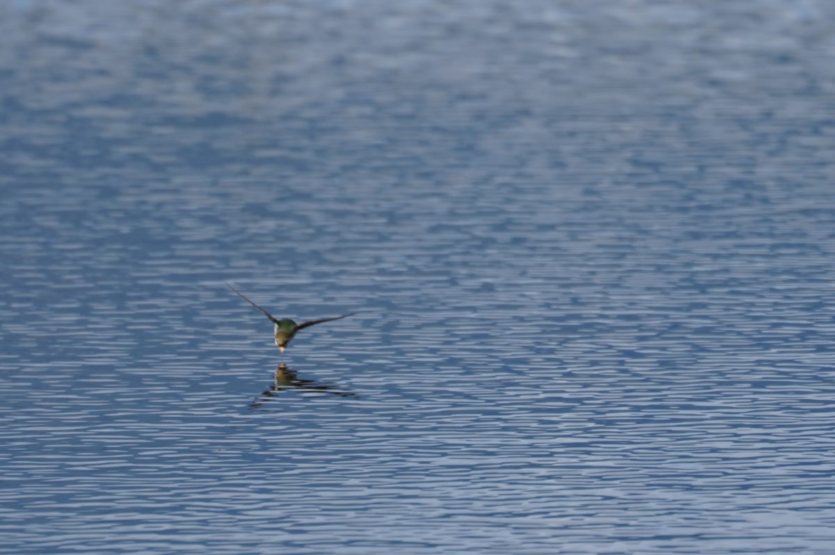Violet-green Swallow in flight
