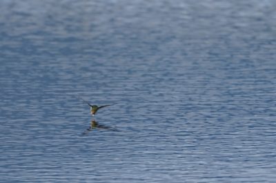 Violet-green Swallow in flight