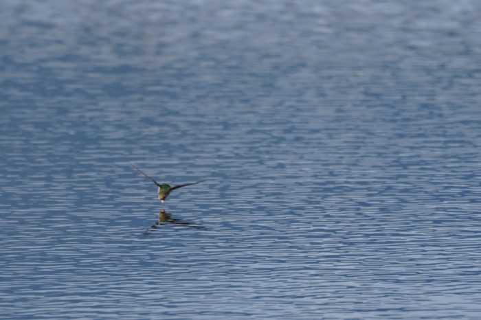 Violet-green Swallow in flight