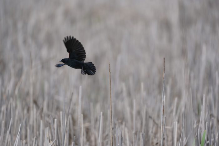 Red-winged Blackbird