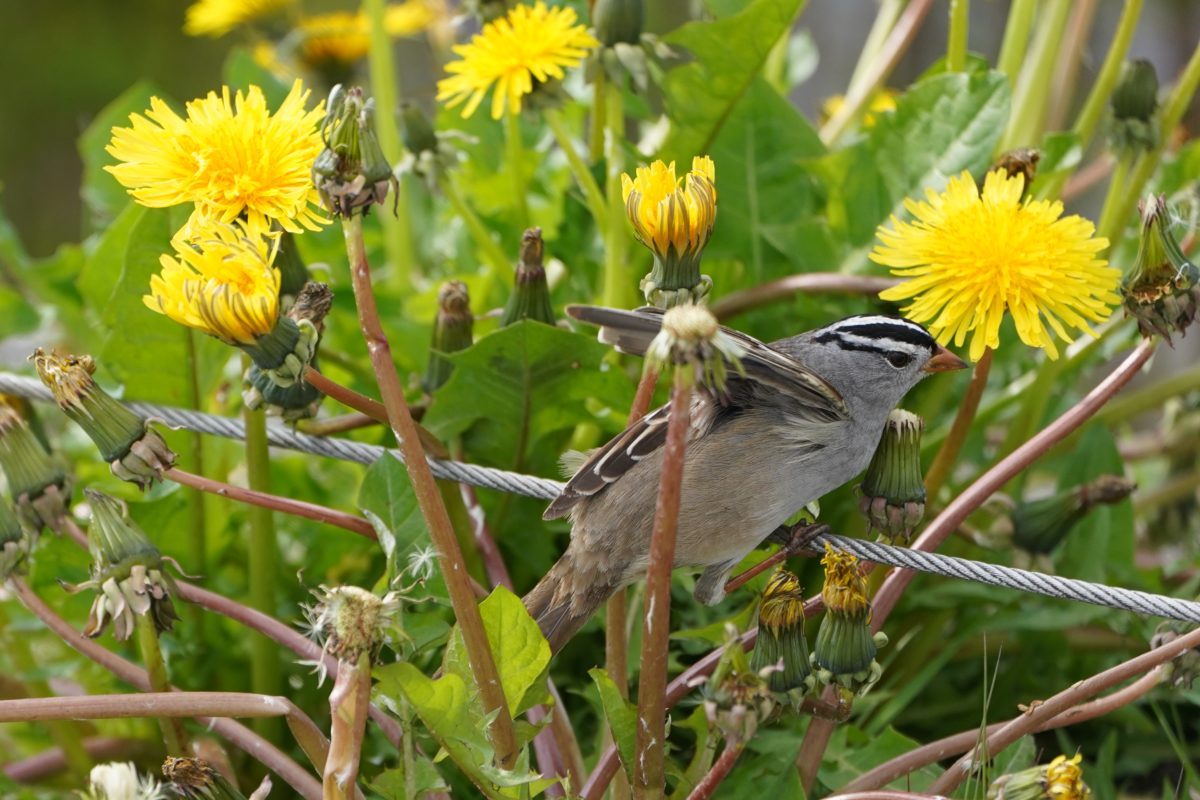 White-crowned Sparrow in dandelions