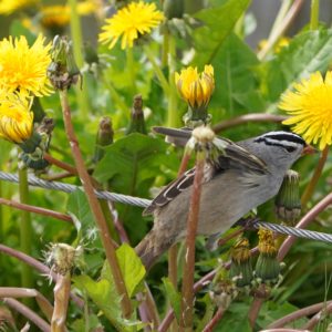 White-crowned Sparrow in dandelions