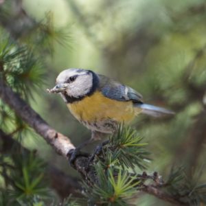Eurasian Bue Tit