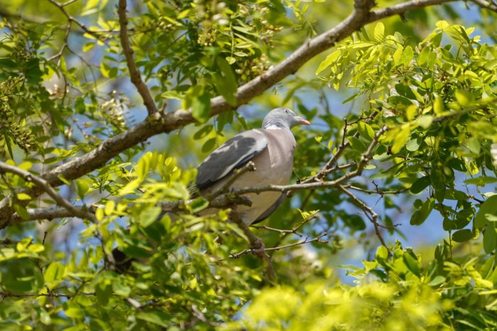 Common Wood-Pigeon