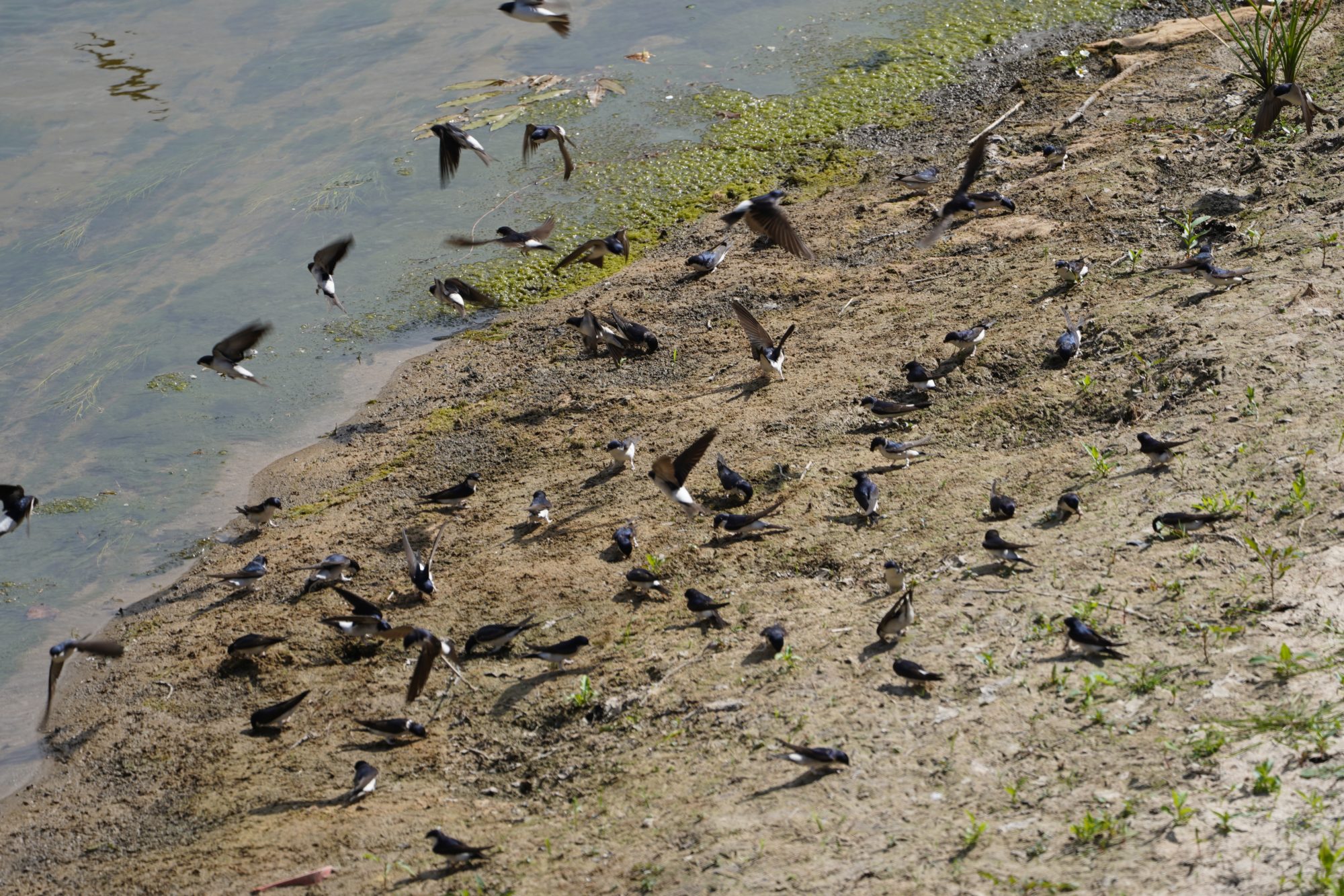 House Martin flock