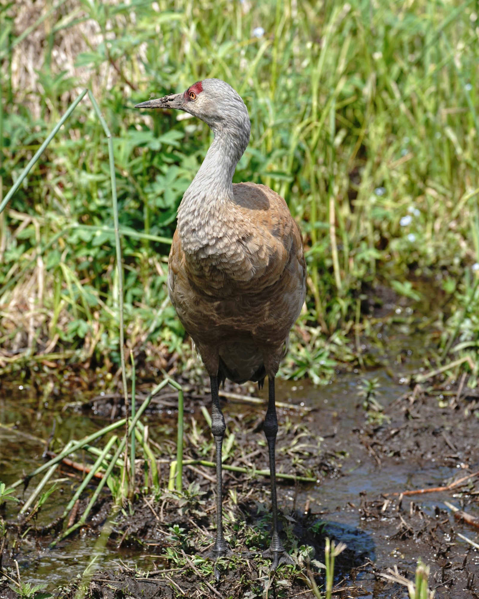 Sandhill Crane