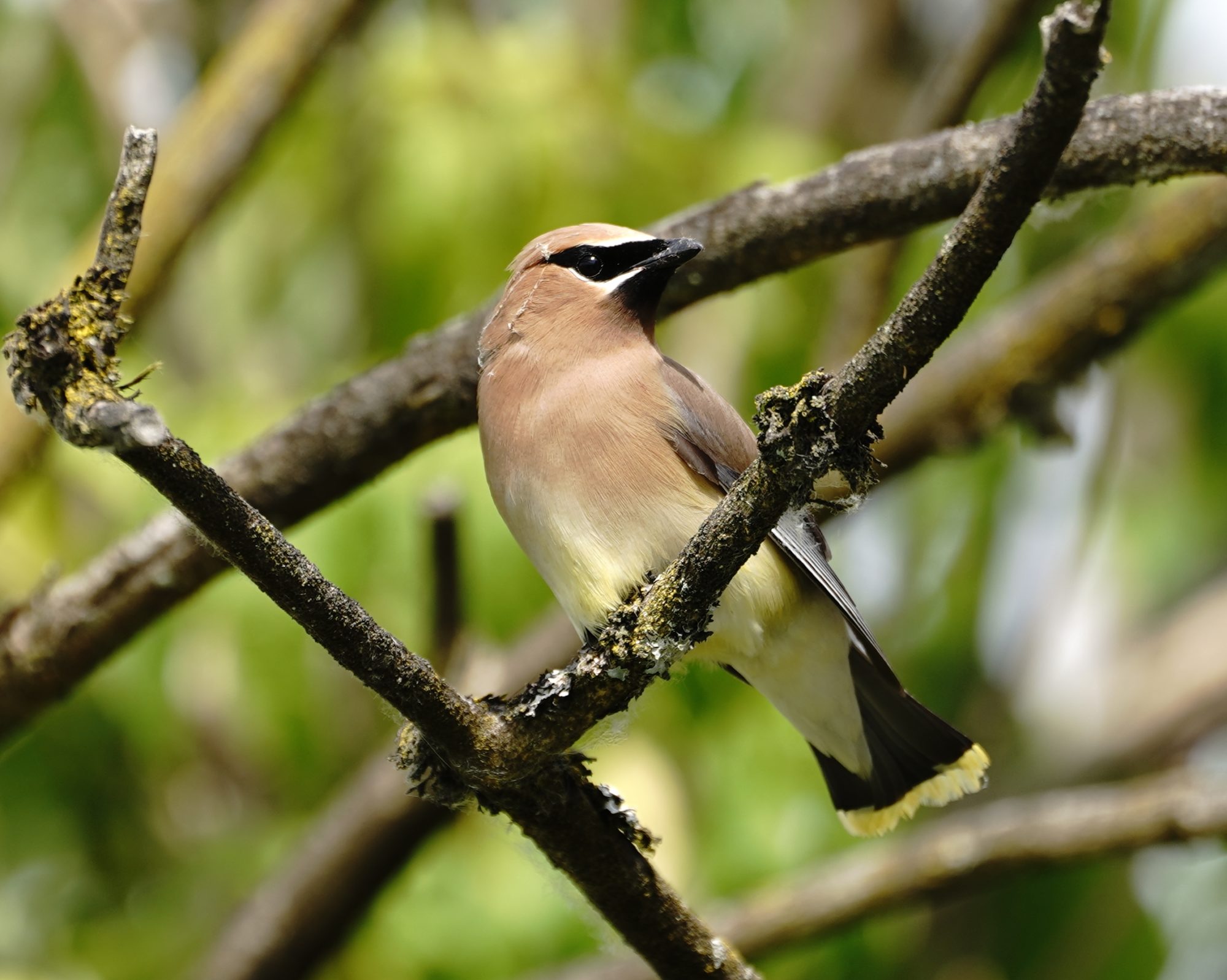 Cedar Waxwing