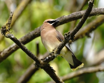 Cedar Waxwing