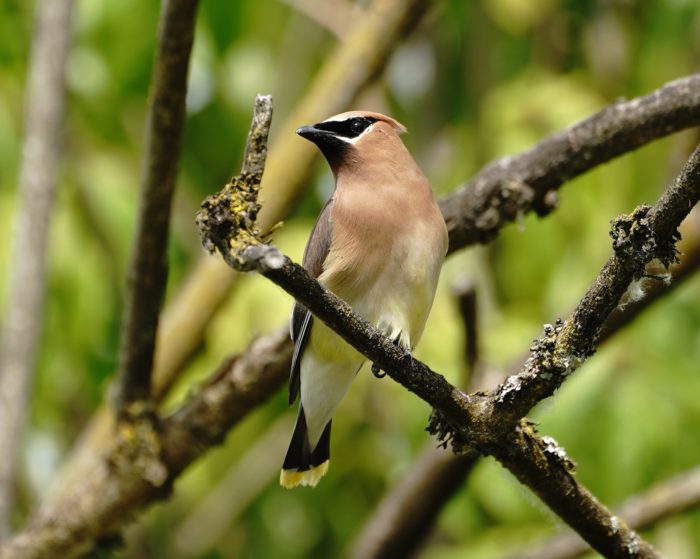 Cedar Waxwing