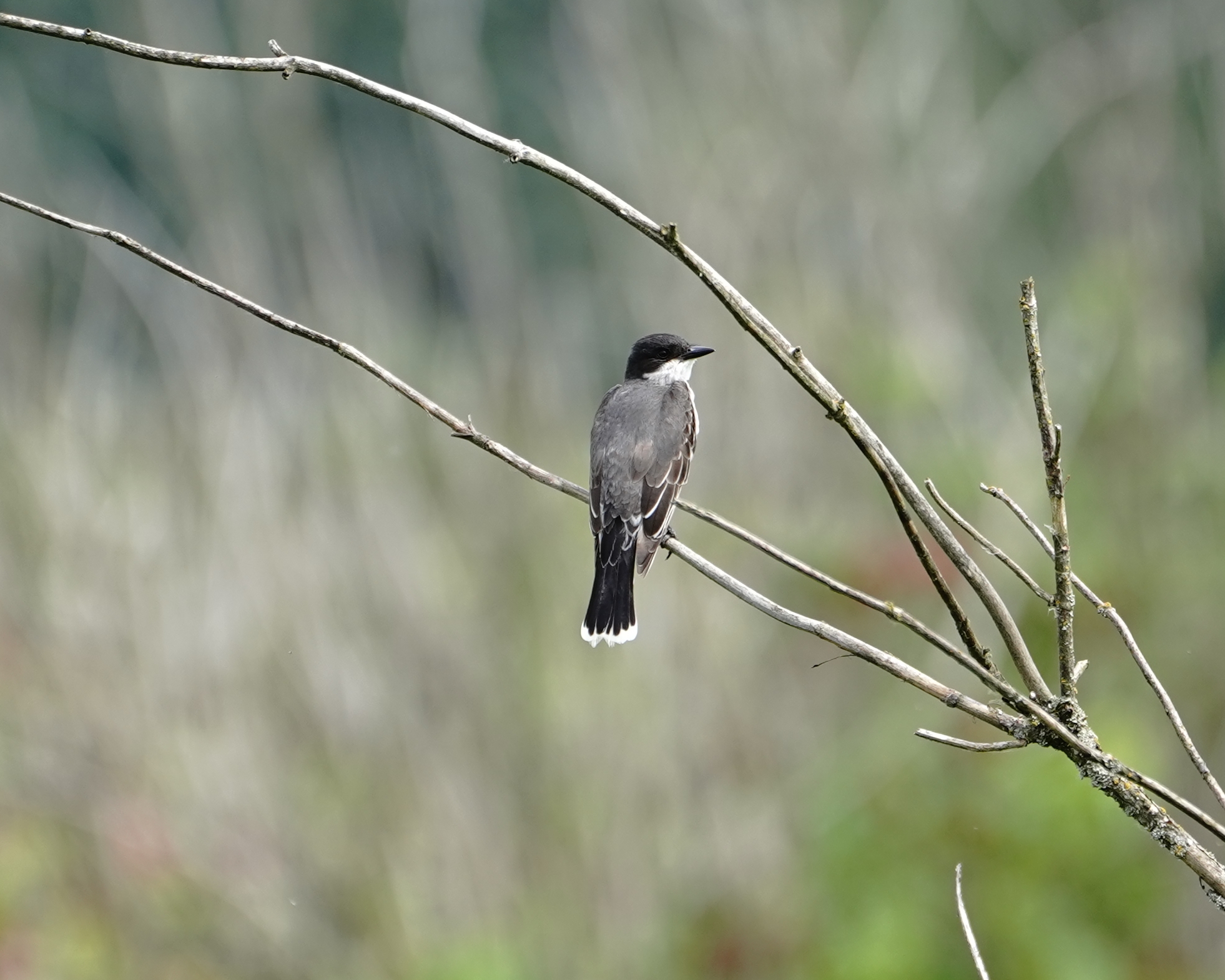 Eastern Kingbird