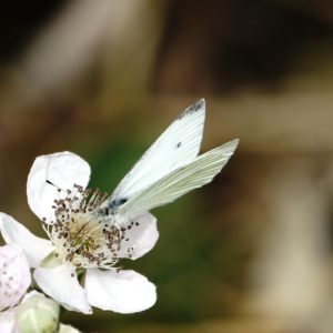 Cabbage White moth