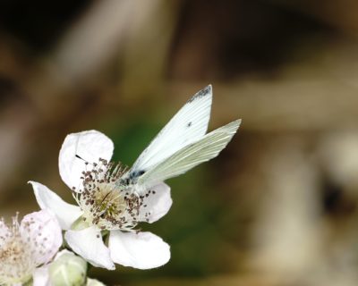 Cabbage White moth