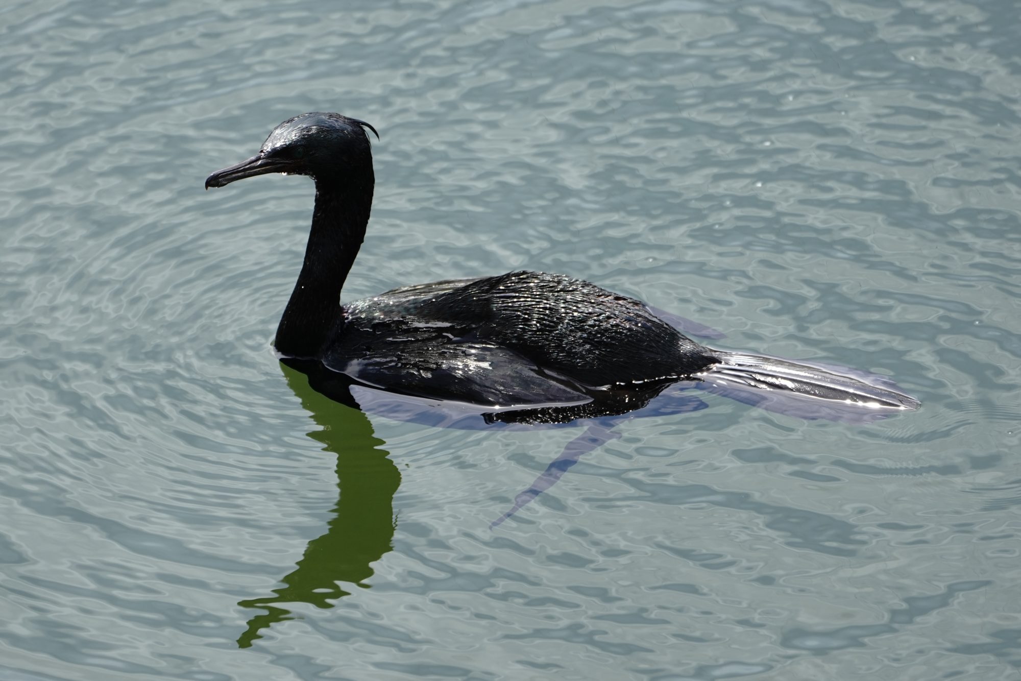 Pelagic Cormorant