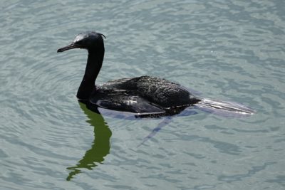 Pelagic Cormorant
