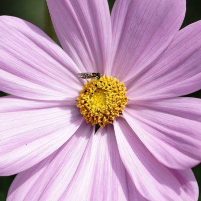 Tiny bug on pink flower