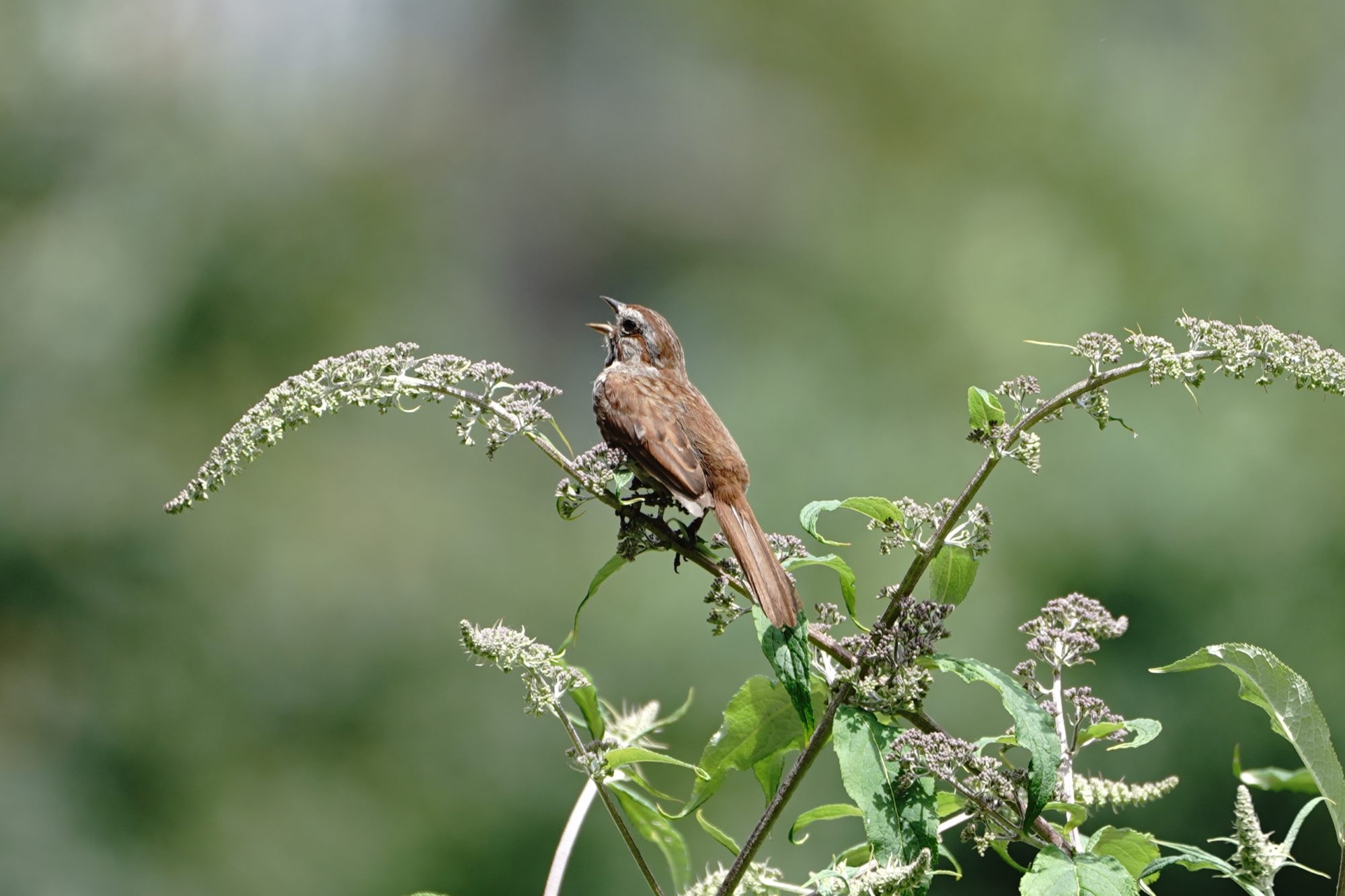 Song Sparrow