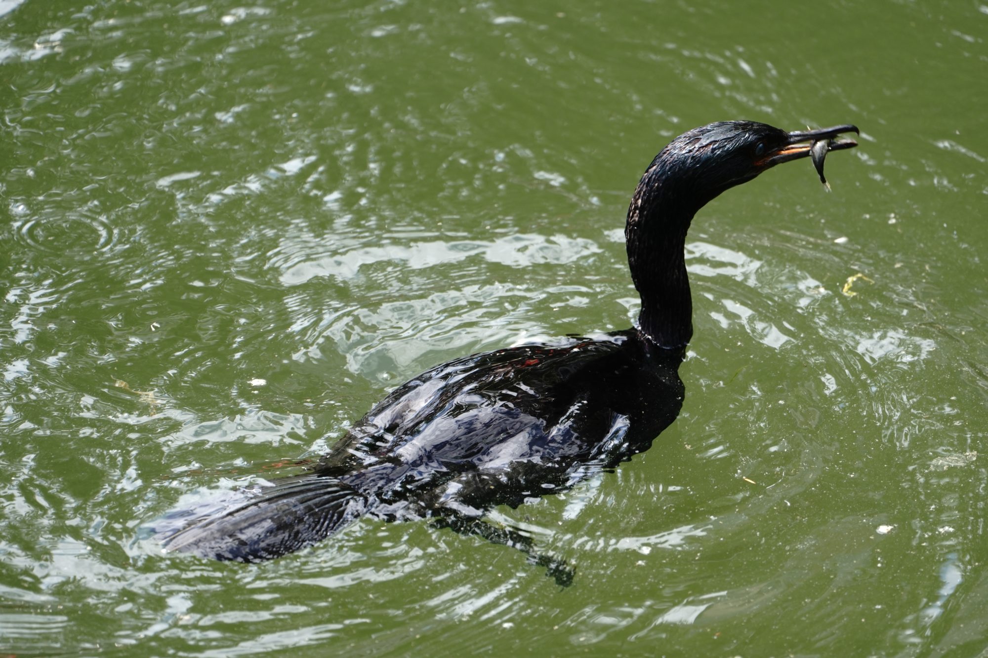 Pelagic Cormorant