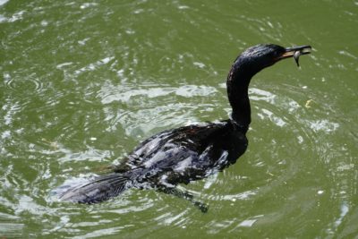 Pelagic Cormorant