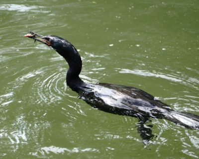 Pelagic Cormorant