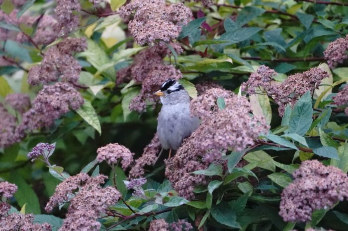 White-crowned Sparrow