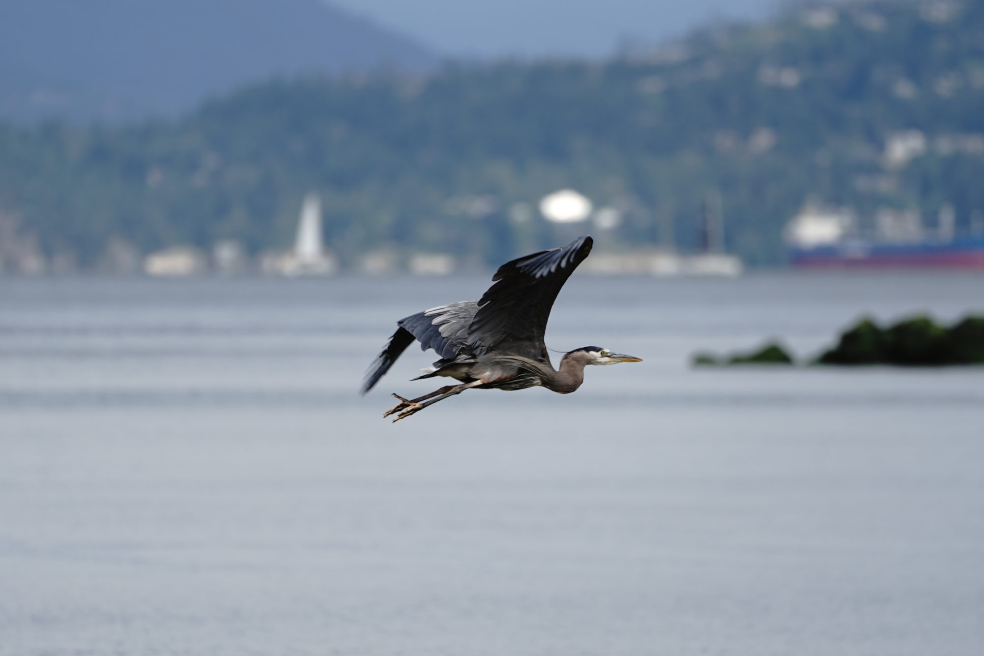 Great Blue Heron in flight