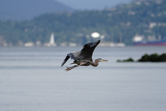 Great Blue Heron in flight