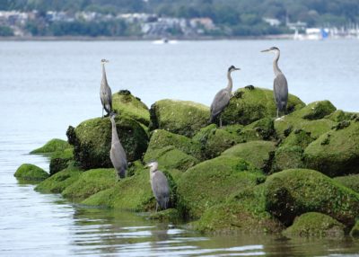 Herons on rocks