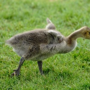 Canada gosling