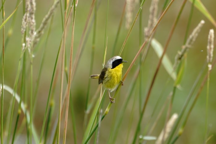 Common Yellowthroat