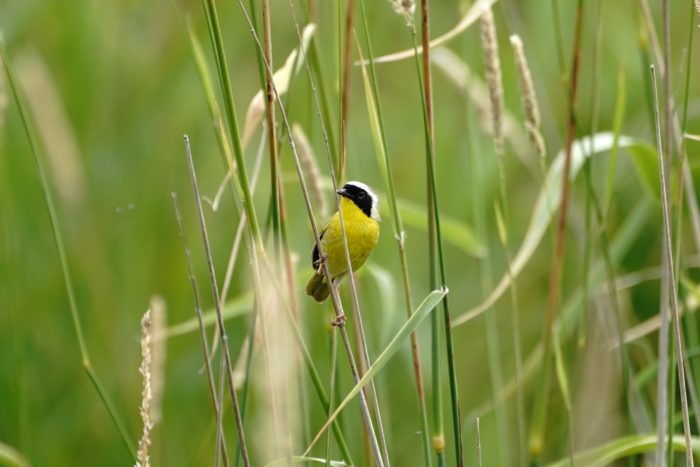 Common Yellowthroat