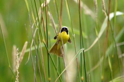 Common Yellowthroat