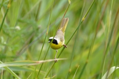 Common Yellowthroat