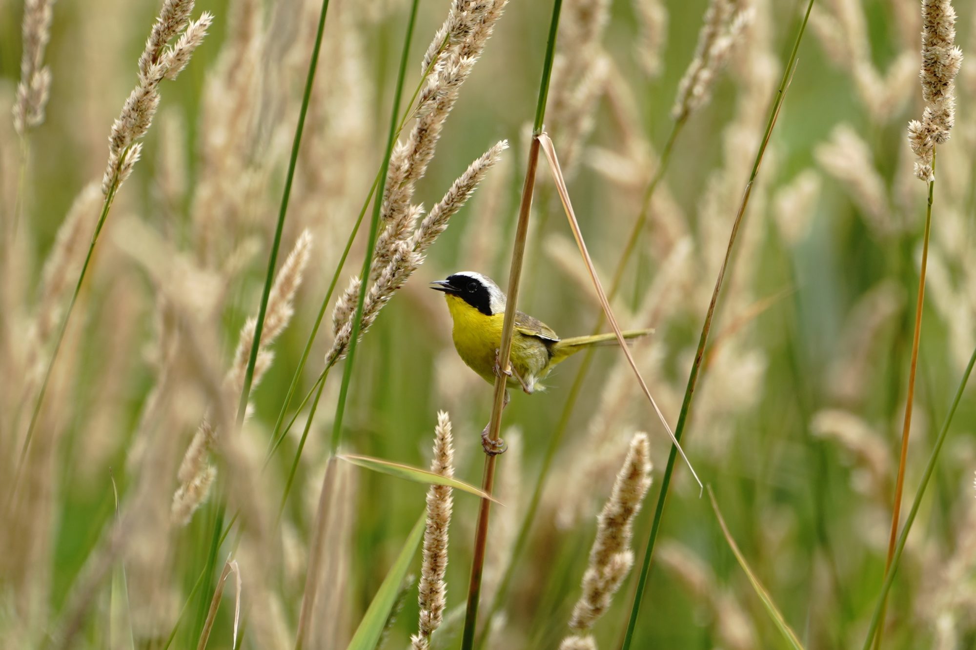 Common Yellowthroat