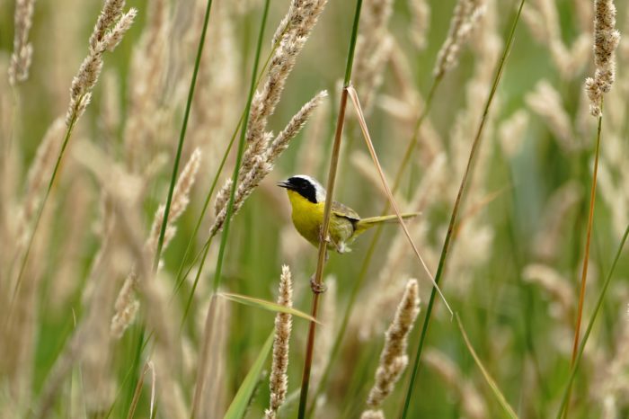 Common Yellowthroat