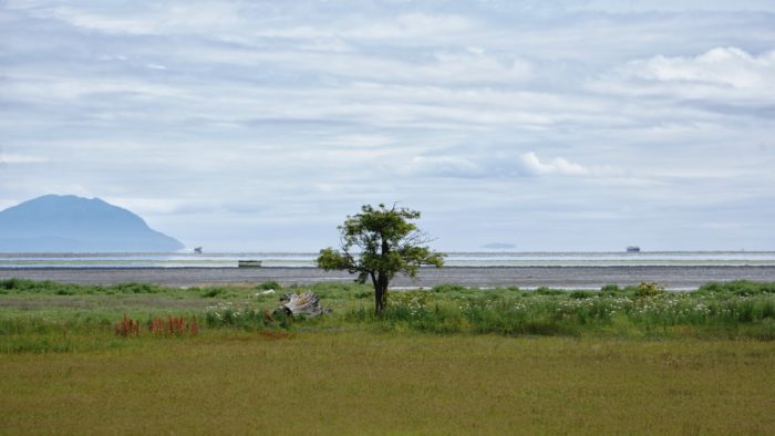 A lone tree